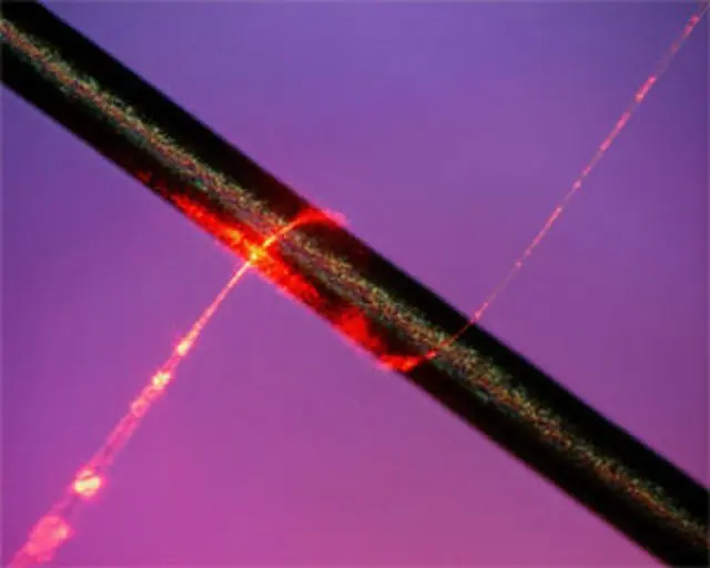 A subwavelength-diameter optical fibre wraps a beam of light around a strand of human hair. The nanowire is about one one-thousandth the width of the hair.