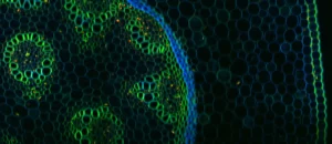 Two-photon fluorescence image (green) of a cross section of rhizome colored with lily of the valley. The excitement is at 840nm, and the red and blue colors represent other channels of multiphoton techniques which have been superimposed.