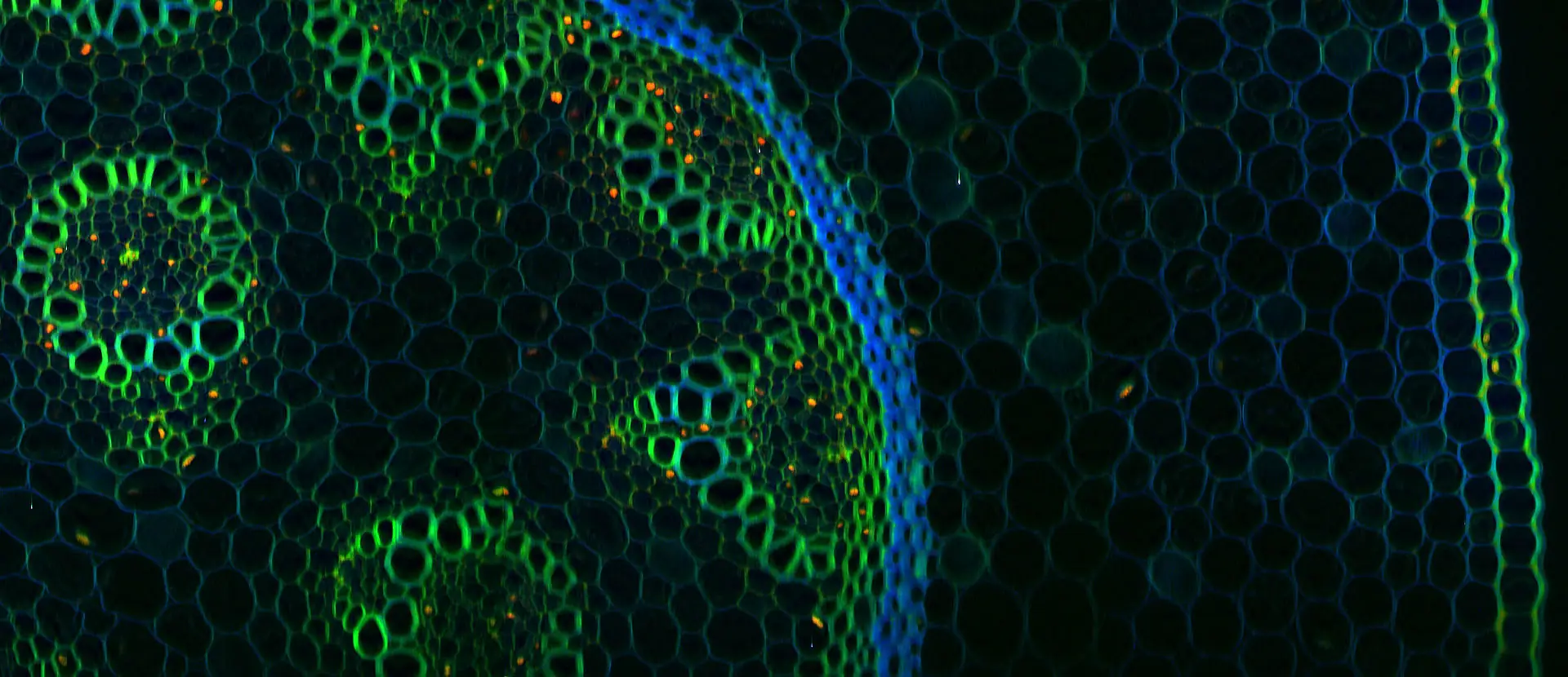 Two-photon fluorescence image (green) of a cross section of rhizome colored with lily of the valley. The excitement is at 840nm, and the red and blue colors represent other channels of multiphoton techniques which have been superimposed.