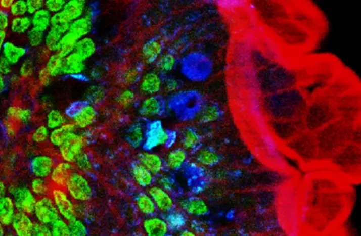 Two-photon excitation microscopy of mouse intestine. Red: actin. Green: cell nuclei. Blue: mucus of goblet cells. Obtained at 780 nm using a Ti-sapphire laser.